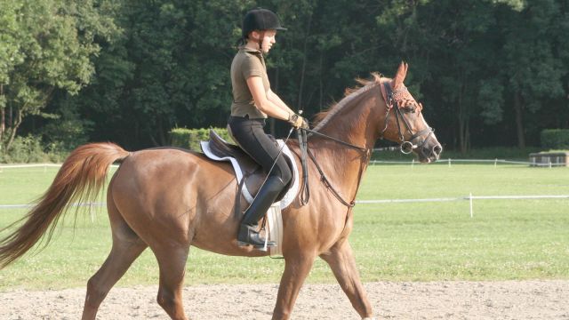 Horseback Riding Prater Vienna © echonet.at / rv